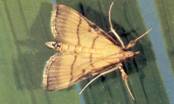 Rice Leaf Folder
