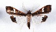 Spotted Pod Borer