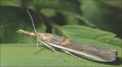 Spiny Pod Borer