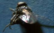 Redgram Pod Fly