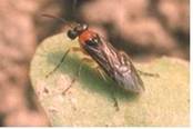 Mustard Sawfly Adult
