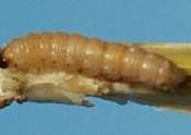 Pink Borer Larva