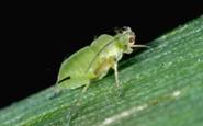 Wheat Aphid Nymph