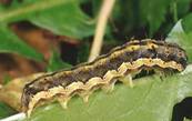 Gram Pod Borer larva1