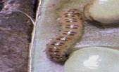 Spottrd Pod Borer larva