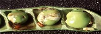 Redgram Pod Fly Maggot & damage