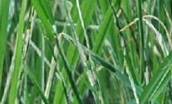 Rice Leaf Folder Damage