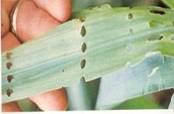 Maize Stem Borer Damage1