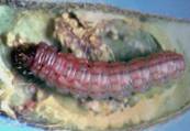 Spiny Pod Borer larva